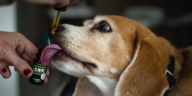 Know About CBD Oil For Dogs With Cancer- Possible Benefits And More
