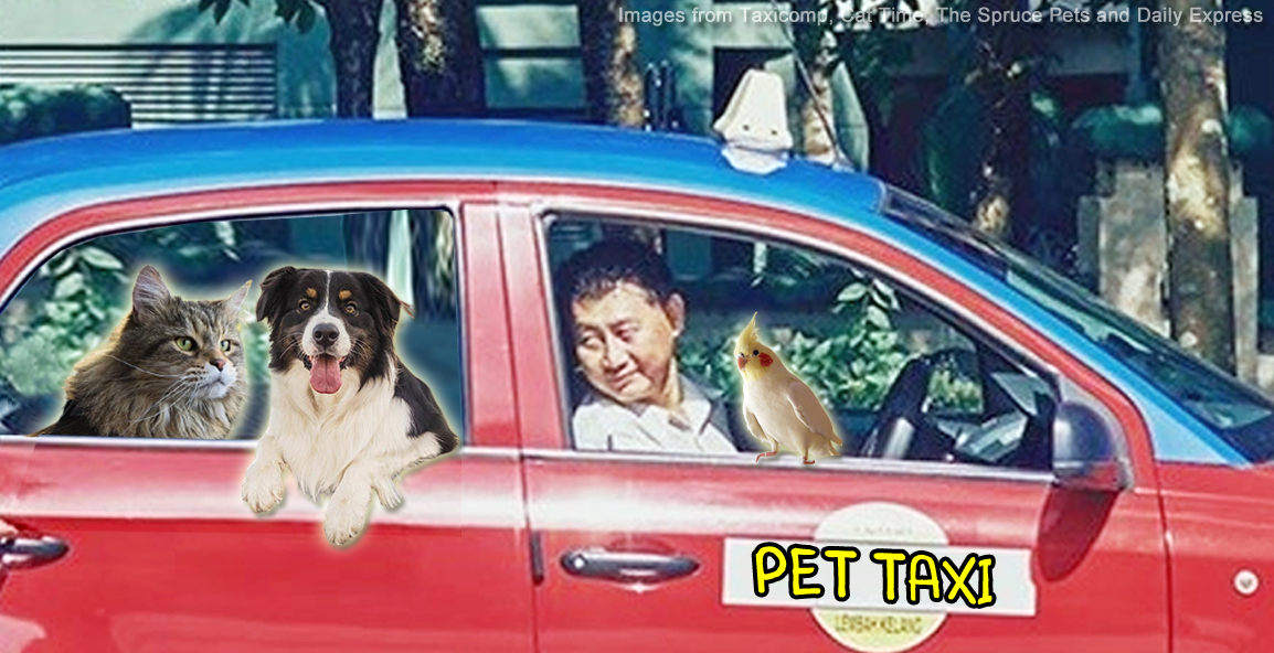 Navigating Pet Transportation in Singapore: Your Ultimate Guide to Pet Taxi Services