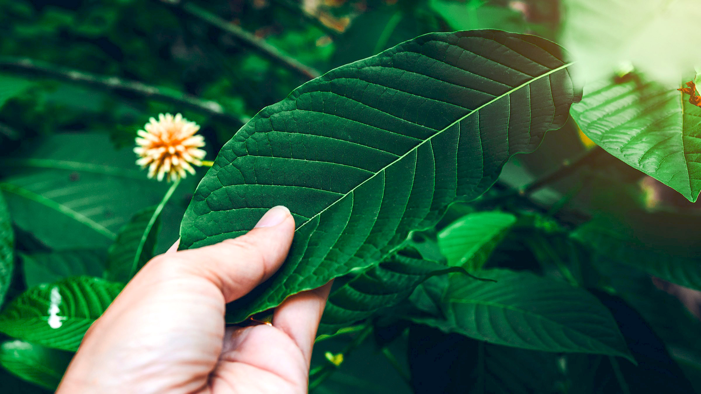 kratom drink